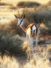 Ein Springbock