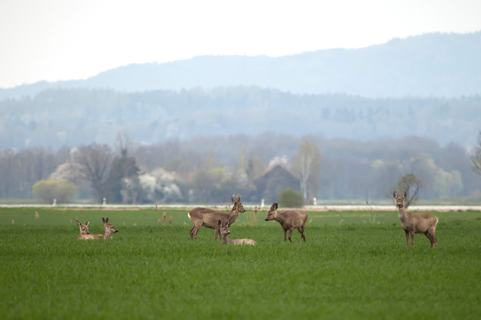 Ein Sprug Rehe