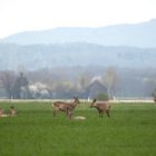 Ein Sprug Rehe