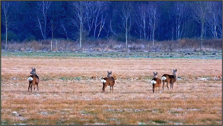 Ein Sprung Rehe (2)