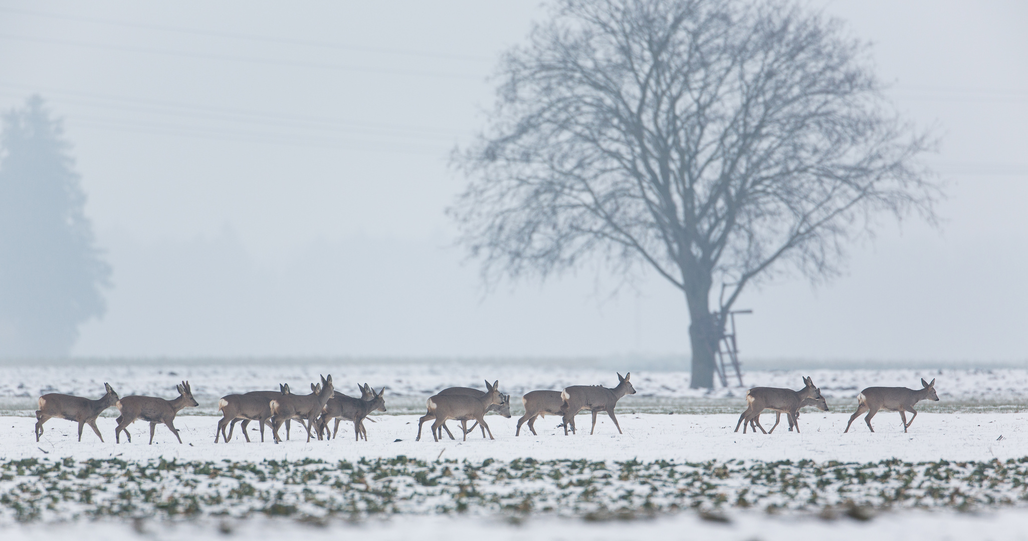 Ein Sprung Rehe...