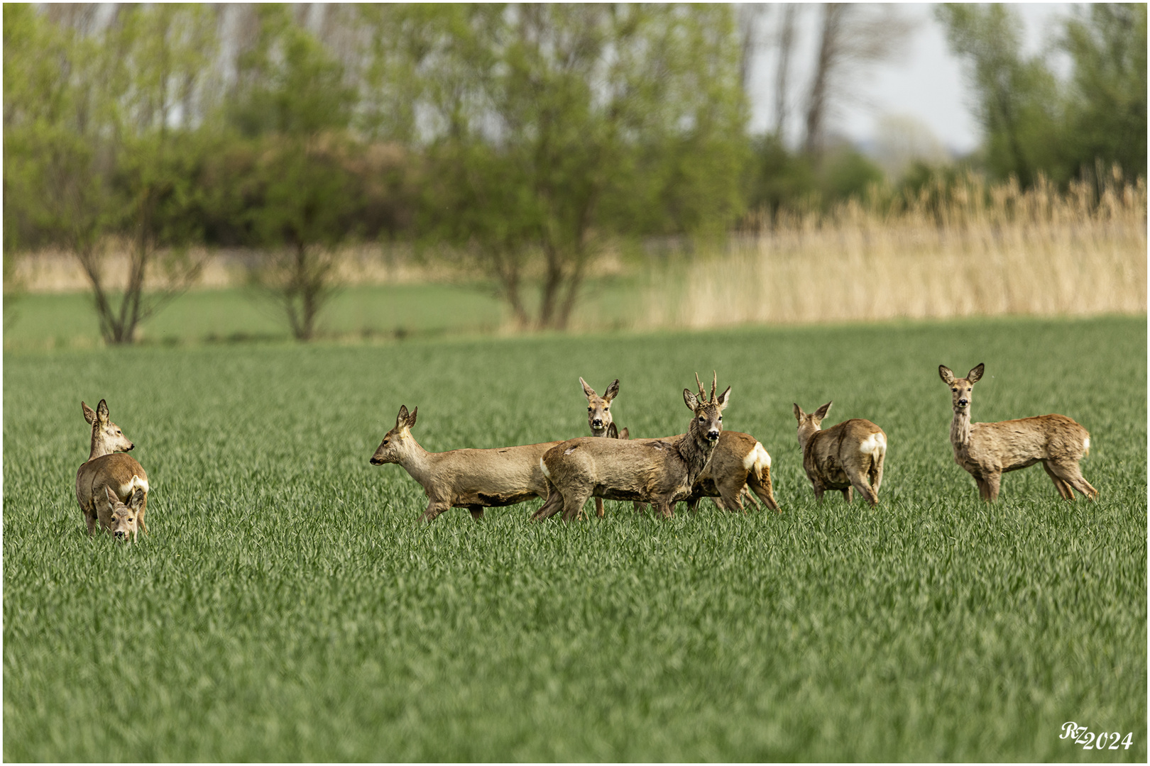 Ein Sprung Rehe