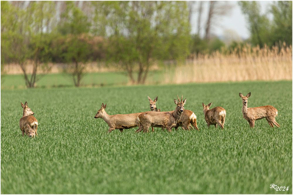 Ein Sprung Rehe