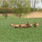 Ein Sprung Rehe