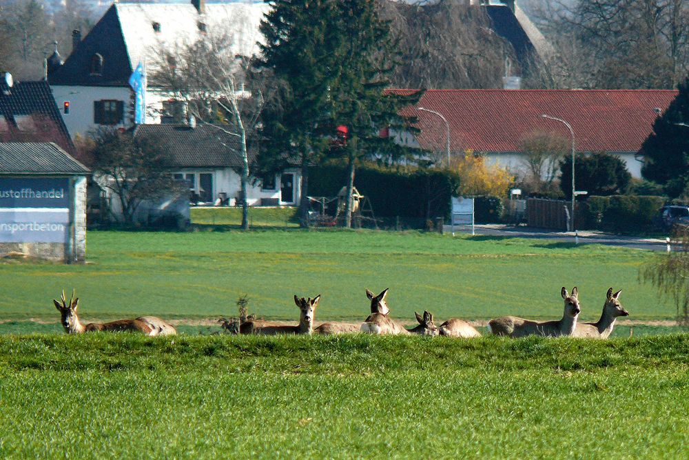 Ein Sprung Rehe