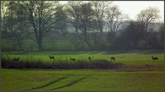 Ein Sprung Rehe