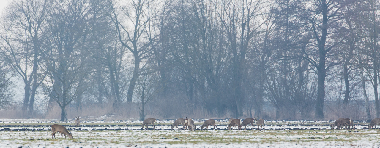 Ein Sprung Rehe...