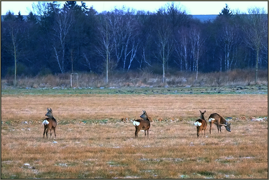 Ein Sprung Rehe