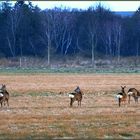 Ein Sprung Rehe