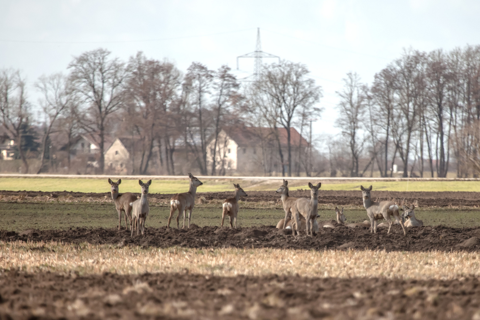 Ein Sprung Rehe