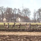 Ein Sprung Rehe