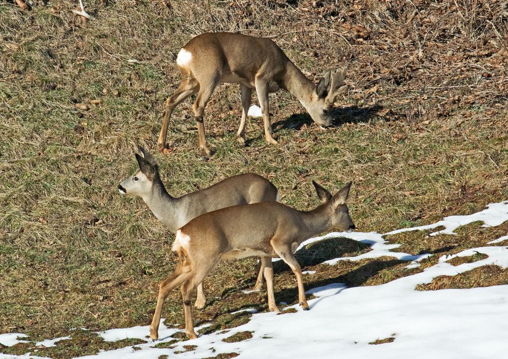 Ein Sprung Rehe im Jan.16