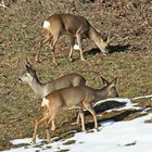 Ein Sprung Rehe im Jan.16