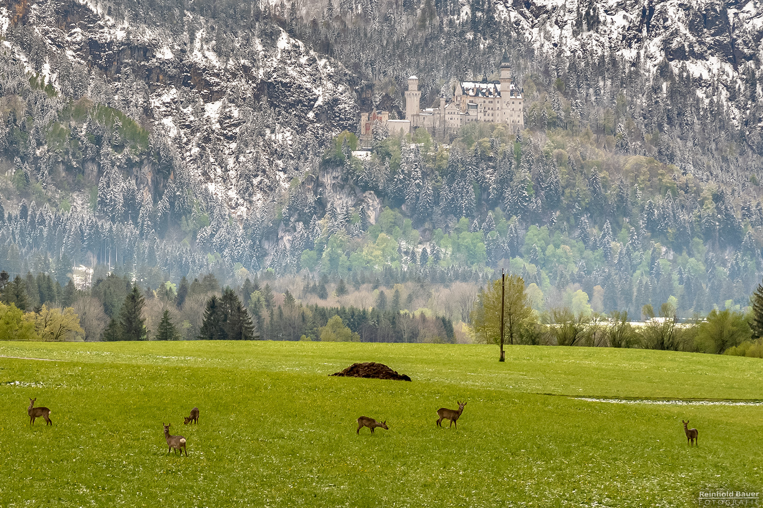 Ein Sprung Rehe sicherte sich den Logenplatz.