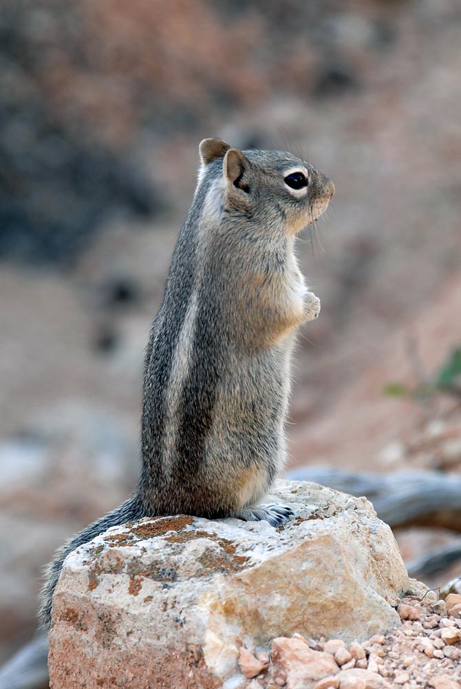 Ein Squirrel