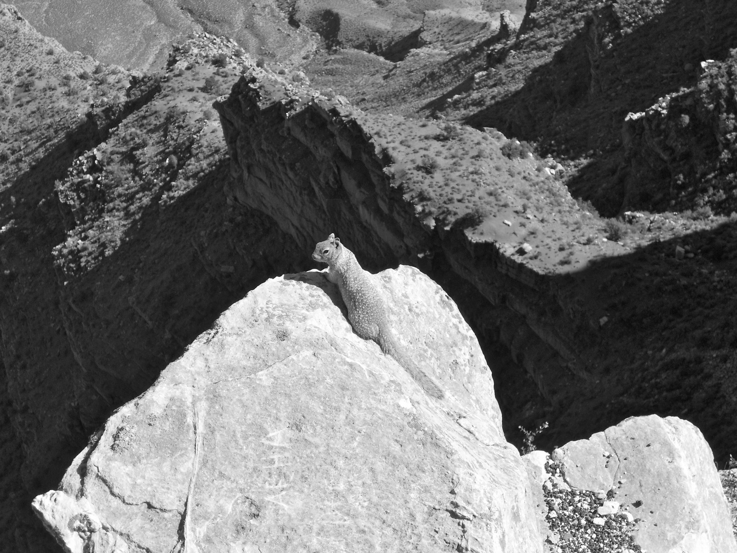 Ein "Squirrel" am Grand Canyon!