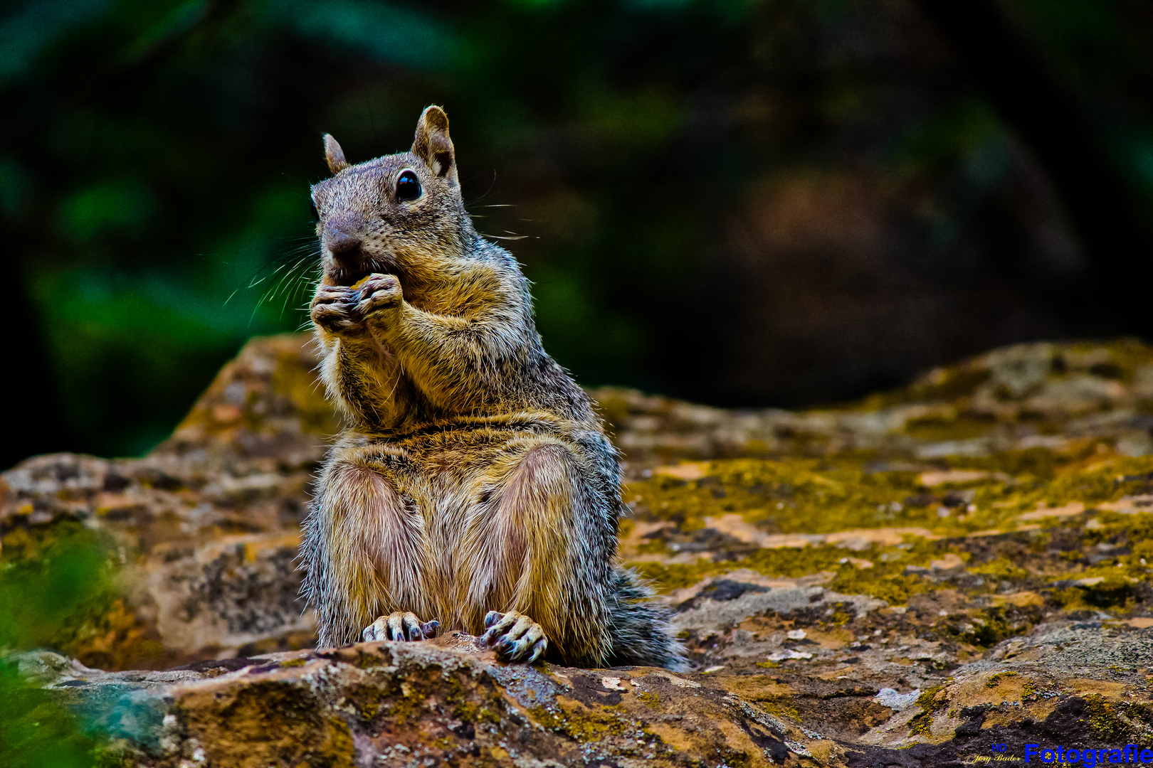 Ein Squirrel beim Essen