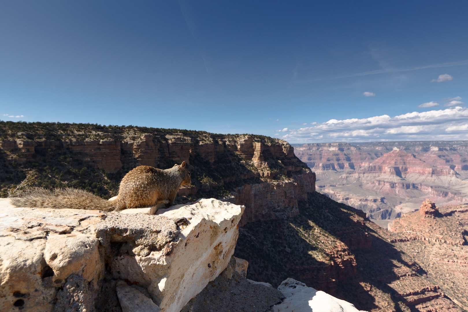 Ein Squirrel genießt den Ausblick auf den Grand Canyon