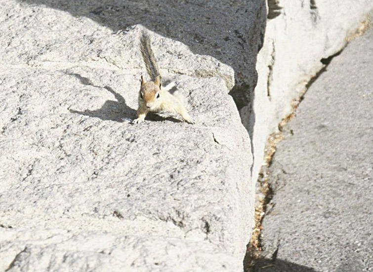 Ein Squirrel (Streifenhörnchen)