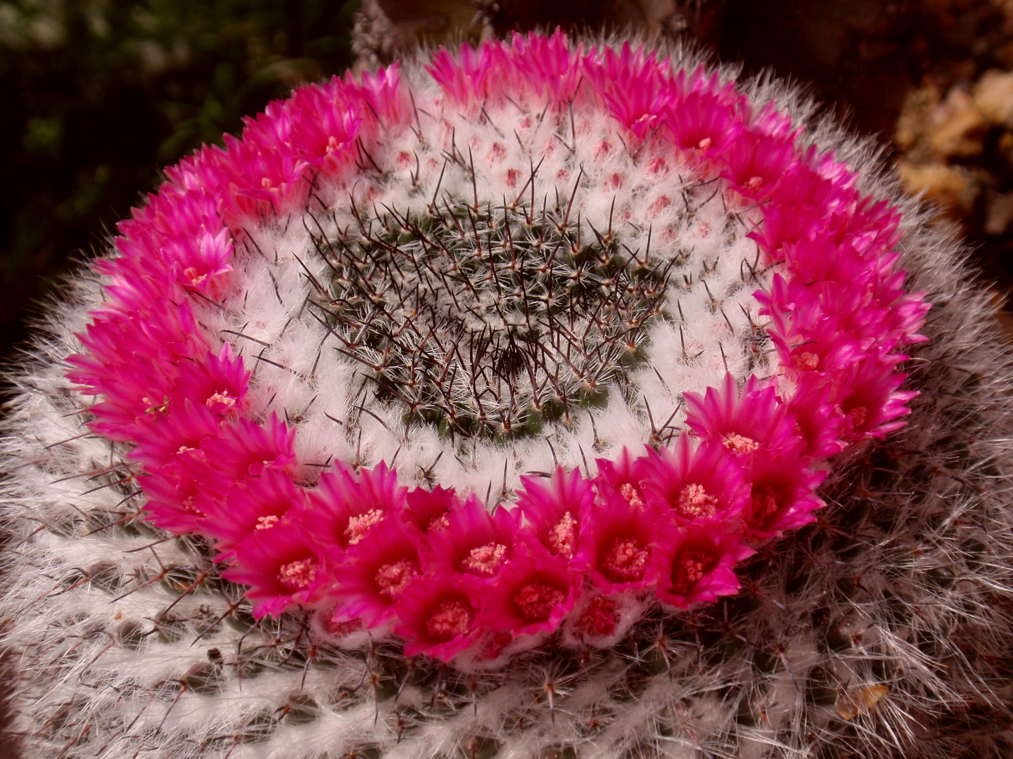 Ein stachelige Schönheit auf dem Balkon - Mammillaria woodsii