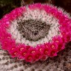 Ein stachelige Schönheit auf dem Balkon - Mammillaria woodsii