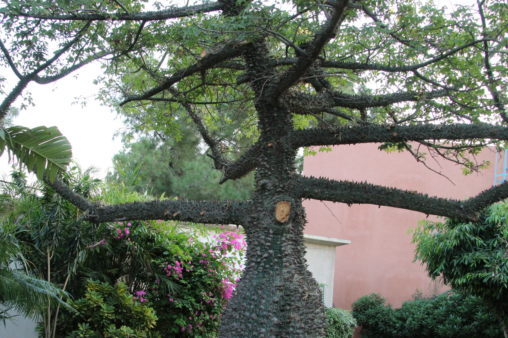 Ein stacheliger Baum: Kapok