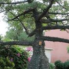 Ein stacheliger Baum: Kapok