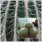 ein stacheliger Goldkugelkaktus (Echinocactus grusonii)