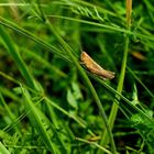 Ein stacheliger Weg nach oben...