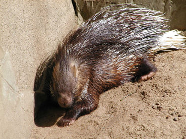 Ein stacheliger Zeitgenosse