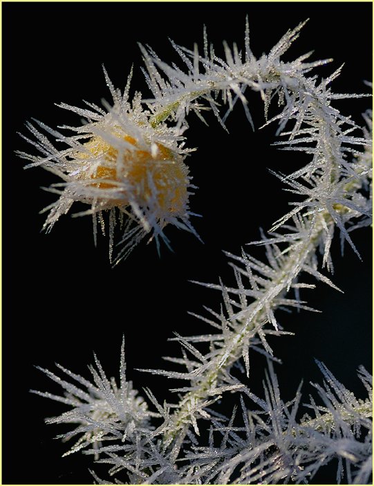 ein stachelkleid