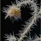 ein stachelkleid