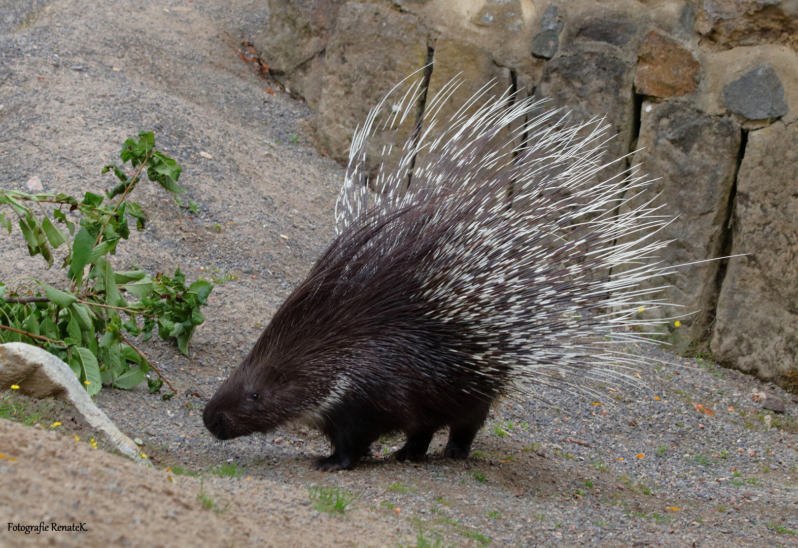 Ein Stachelschwein im Osnabrücker Zoo