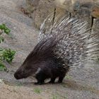 Ein Stachelschwein im Osnabrücker Zoo