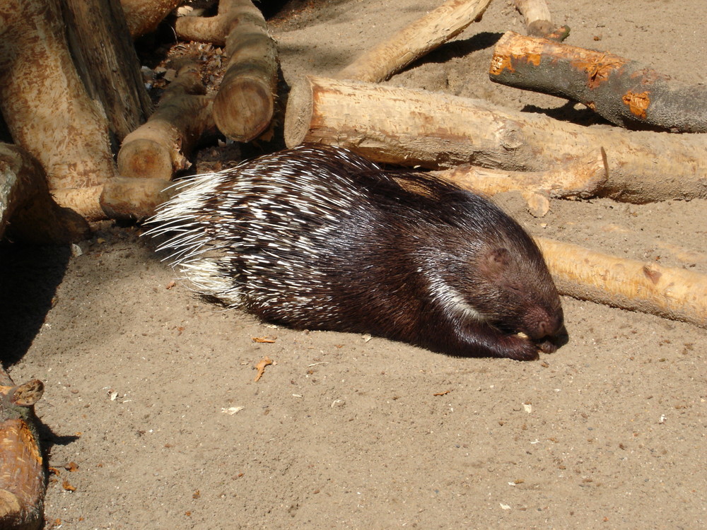 Ein Stachelschwein im Sonnenschein... Foto & Bild tiere, zoo, wildpark & falknerei, natur