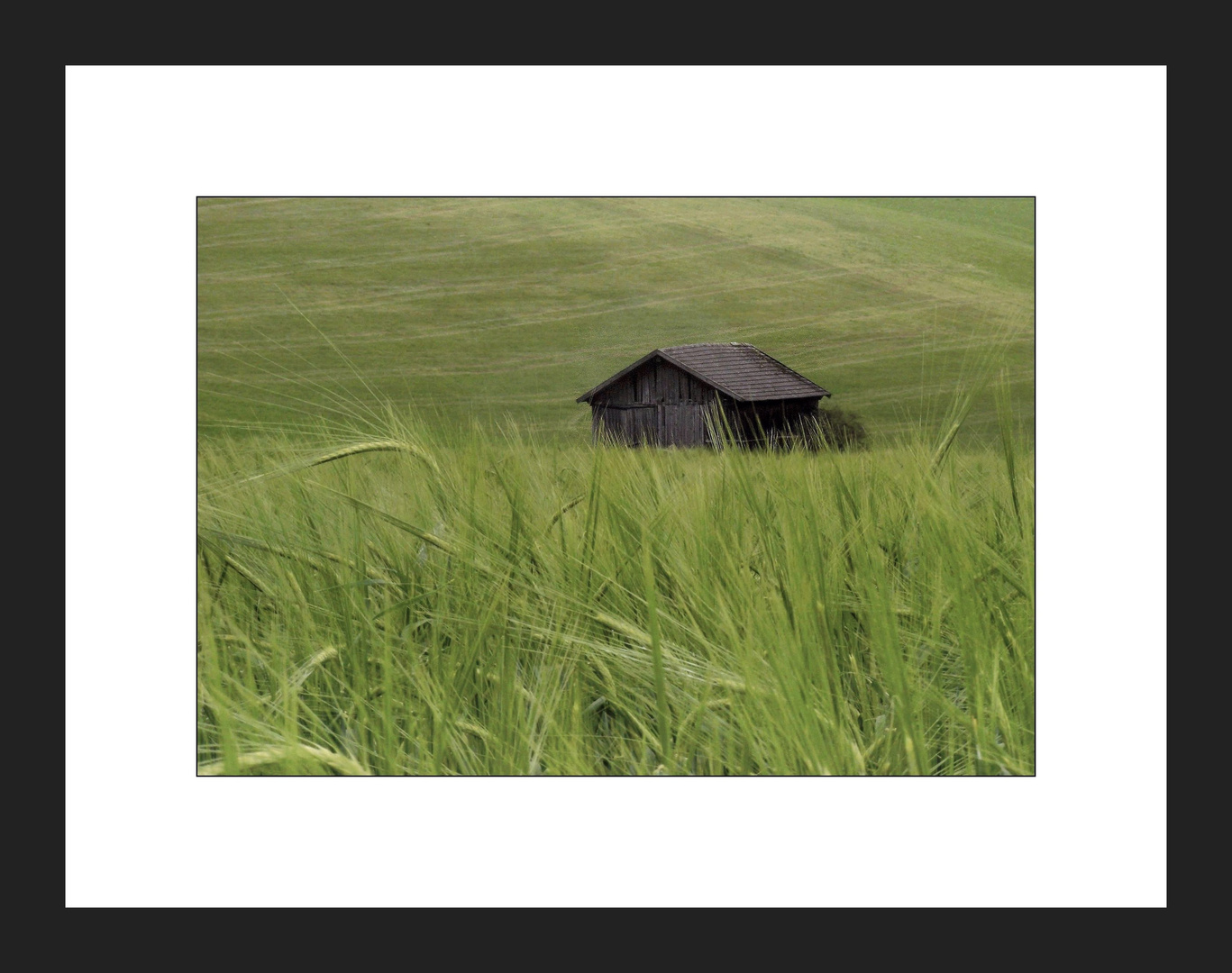 Ein Stadl im Kornfeld