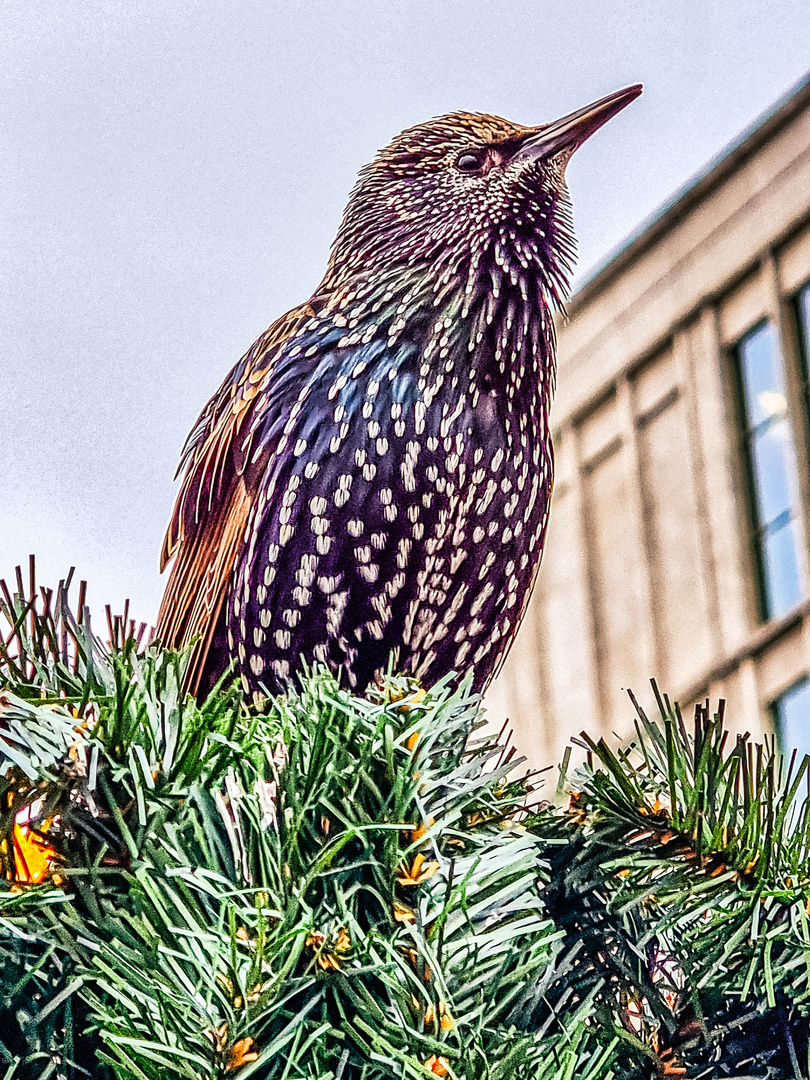 Ein Stadtstar auf dem Weihnachtsmarkt