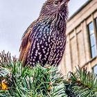 Ein Stadtstar auf dem Weihnachtsmarkt