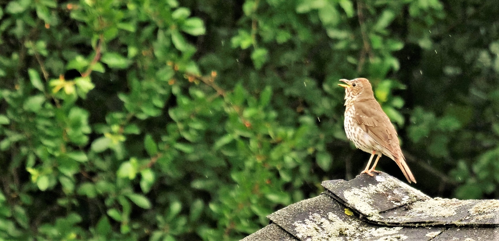 Ein Ständchen,der Natur.