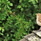 Ein Ständchen,der Natur.