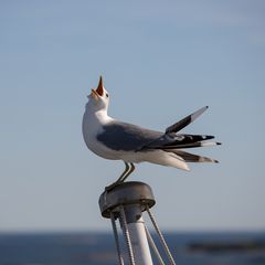 Ein ständiger Begleiter