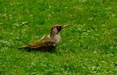 Ein ständiger Gartenbesucher ...