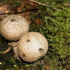 Ein Stäubling/Flaschen oder Birnenstäubling???