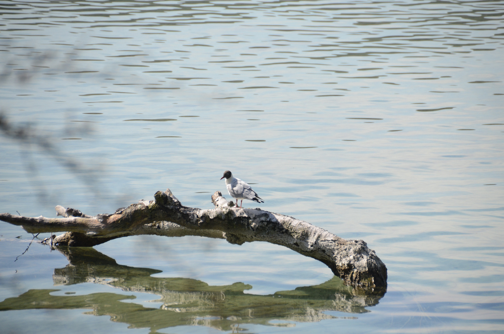 Ein Stamm im Wasser wird belebt