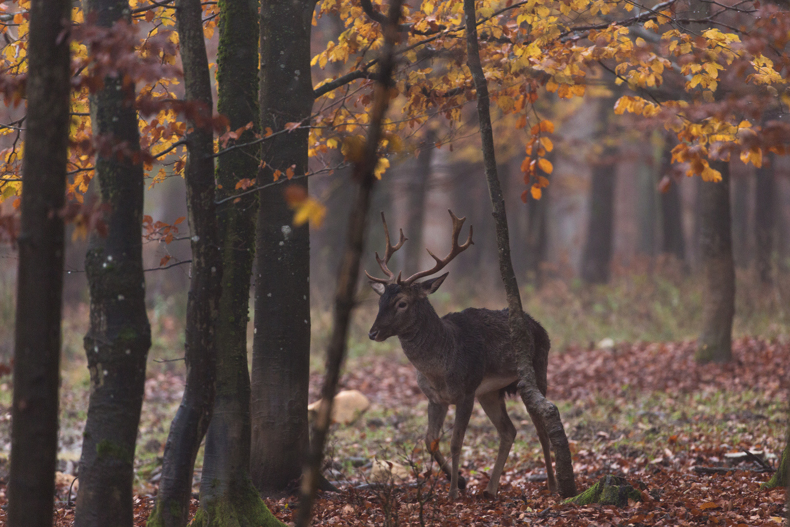 Ein Stangenhirsch...