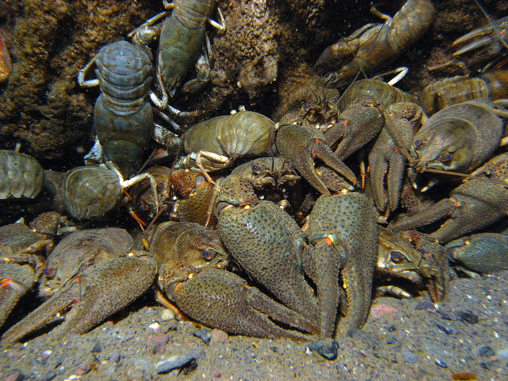 Ein Stapel Edelkrebse (astacus astacus)