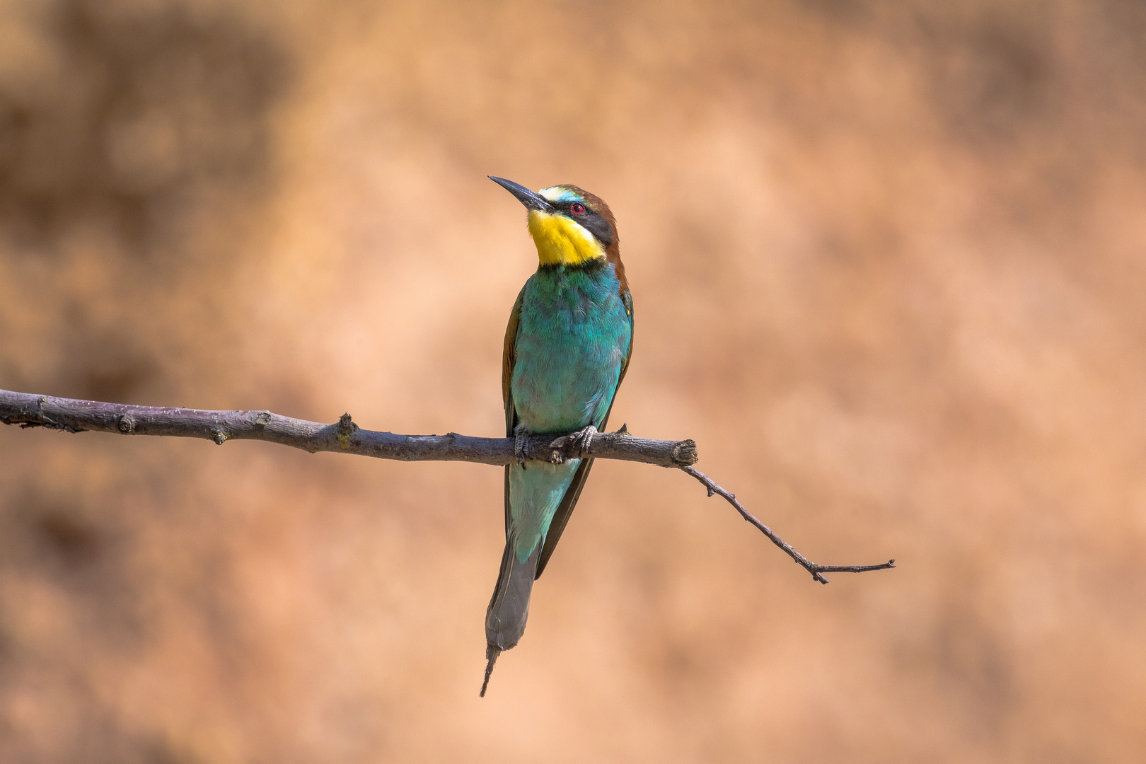 Ein Star - der Bienenfresser