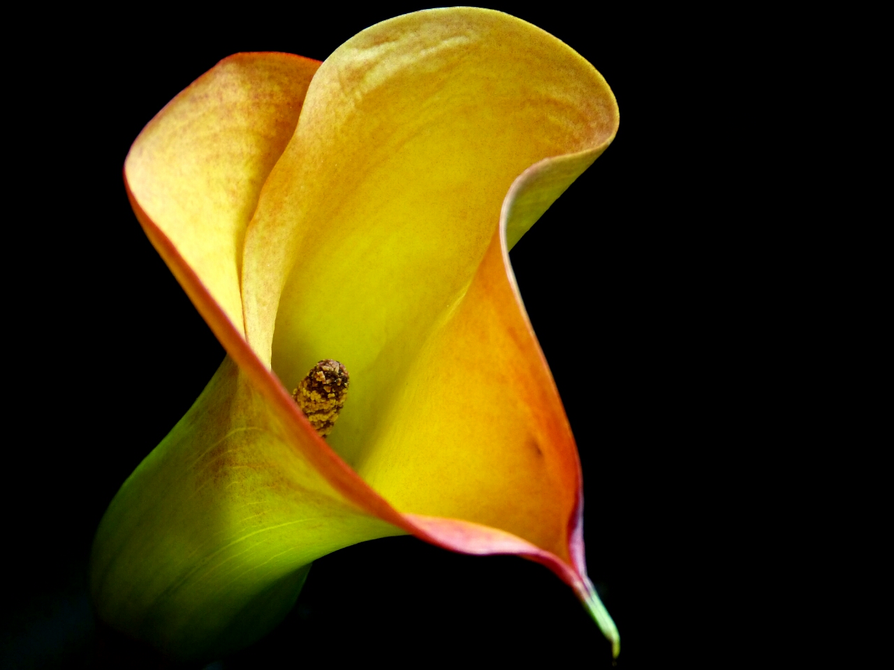 Ein Star der Blumenwelt, die Calla.