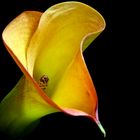 Ein Star der Blumenwelt, die Calla.