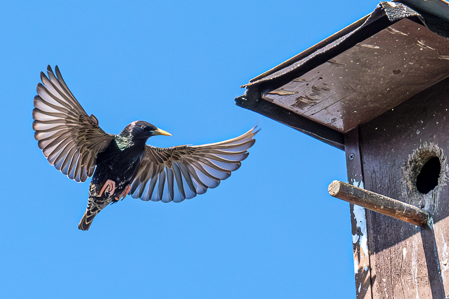 Ein Star im Anflug